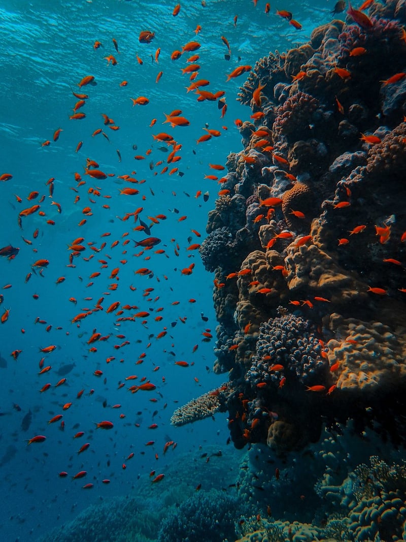 Deep Sea Diving