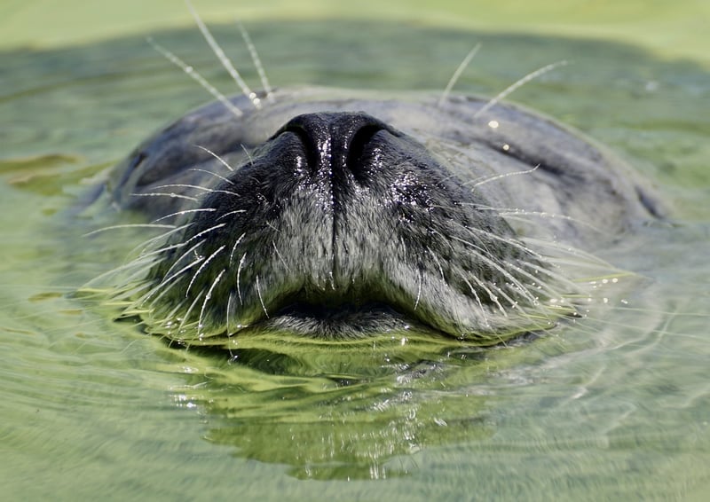 Wildlife Sanctuaries