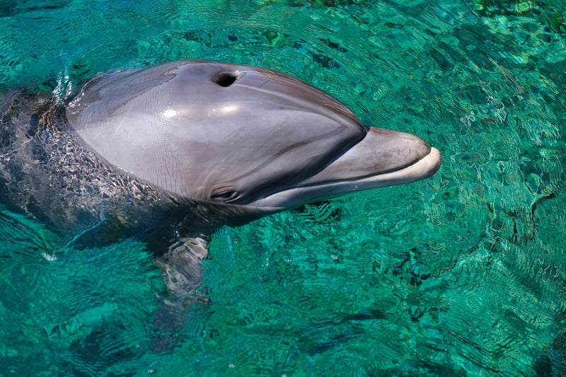 Dolphins