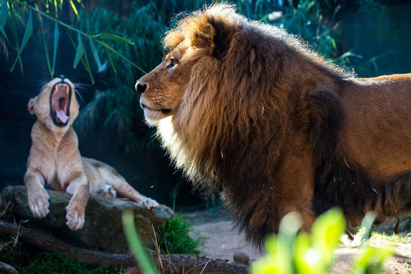Jungle Safari