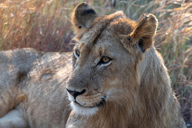 Kruger National Park
