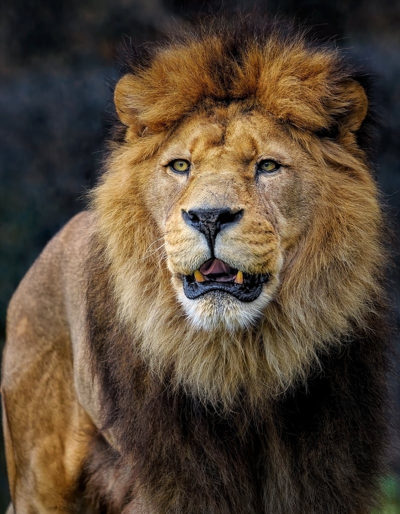 Wildlife Safari