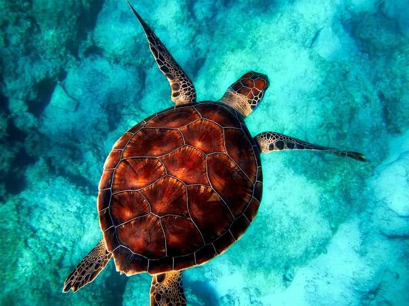 Snorkeler exploring underwater