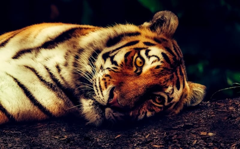 Ranthambore National Park